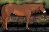 Horse Color:Liver Chestnut Frame 