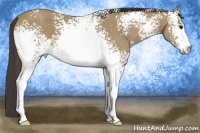Horse Color:White Spotted Buckskin Sabino 