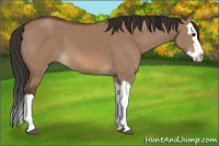 Horse Color:Bay Dun Splash 