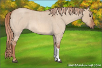 Horse Color:Liver Red Dun Roan Tobiano