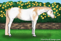 Horse Color:White Spotted Chocolate Palomino Dun Tobiano