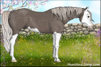 Horse Color:Silver Black Splash