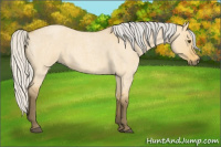 Horse Color:Silver Buckskin Roan Dun 