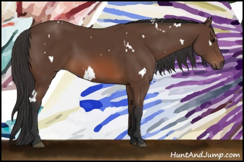 Horse Color: White Spotted Bay 
