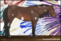 Horse Color:White Spotted Bay 