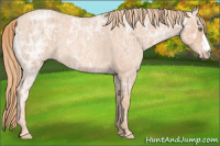 Horse Color:Gold Champagne Ice Roan