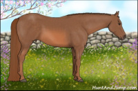 Horse Color:Liver Chestnut 