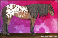 Horse Color:Bay Appaloosa 