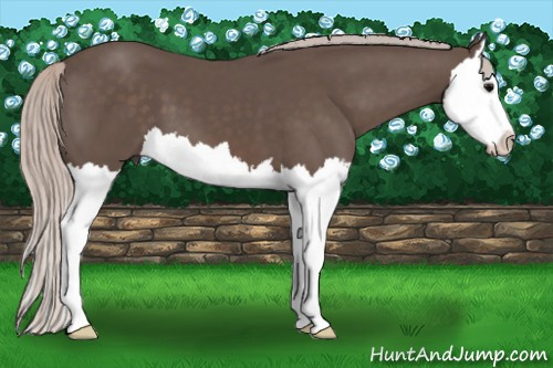 Horse Color: Silver Black Splash 