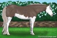 Horse Color:Silver Black Splash