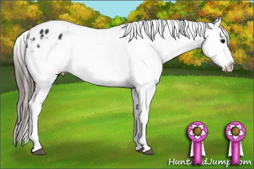 Horse Color: Black Tobiano Blanket 