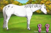 Horse Color:Black Tobiano Appaloosa 