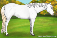 Horse Color:Smoky Black Splash Tobiano Blanket 