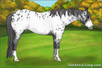 Horse Color:Blue Roan Frame Appaloosa