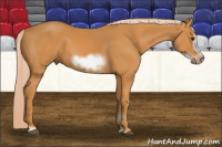 Horse Color:Chocolate Palomino Sabino Frame
