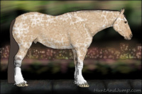Horse Color:Buckskin Ice Dun 
