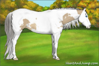 Horse Color:White Spotted Buckskin Splash Tobiano