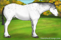 Horse Color:White Spotted Blue Roan Appaloosa Rabicano