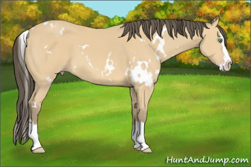 Horse Color: White Spotted Amber Cream Champagne Splash 