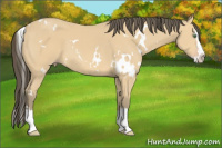 Horse Color:White Spotted Amber Cream Champagne Splash