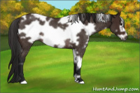 Horse Color:Gray White Spotted Bay Roan Frame Rabicano 