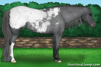 Horse Color:Black Appaloosa Rabicano 