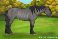 Horse Color:Grullo Rabicano 