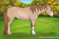 Horse Color:Red Dun Rabicano