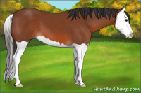 Horse Color:Bay Splash 