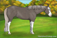 Horse Color:Silver Black Splash 
