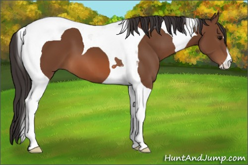 Horse Color: Bay Tobiano 