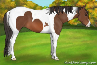 Horse Color:Bay Tobiano 