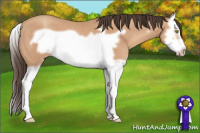 Horse Color:Amber Champagne Splash Frame 
