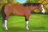 Horse Color:Bay Splash 
