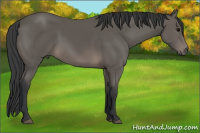 Horse Color:Black Sabino 