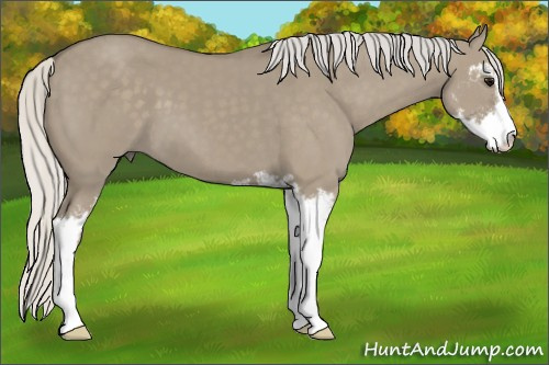 Horse Color: Silver Smoky Grullo Sabino 