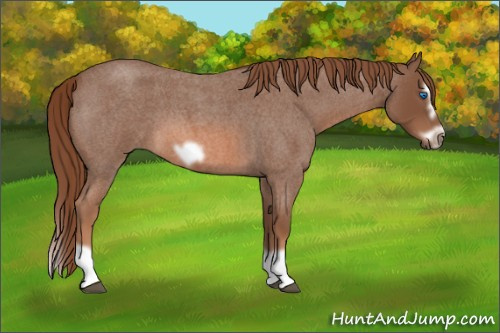 Horse Color: Red Roan Splash Frame 