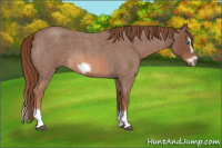 Horse Color:Red Roan Splash Frame