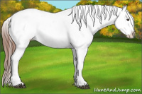 Horse Color:Liver Chestnut Frame Appaloosa 