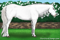 Horse Color:Silver Bay Roan Appaloosa Rabicano 
