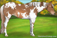 Horse Color:White Spotted Chestnut