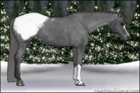 Horse Color:Brown Appaloosa 