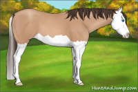Horse Color:Amber Champagne Splash 