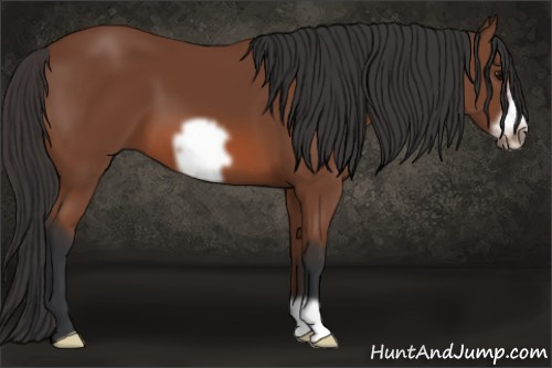 Horse Color: Bay Frame 
