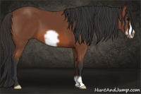 Horse Color:Bay Frame 