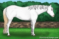 Horse Color:Buckskin Tobiano Blanket 