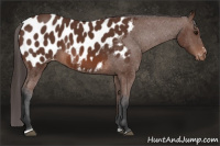 Horse Color:Bay Sabino Appaloosa