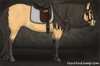 Horse Color:Buckskin Roan 