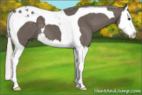 Horse Color:Silver Black Splash Tobiano