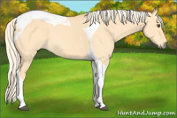 Horse Color:Palomino Dun Tobiano 